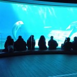 A Oltremare la formazione come ponte tra specie diverse con AlfaDog Training Academy