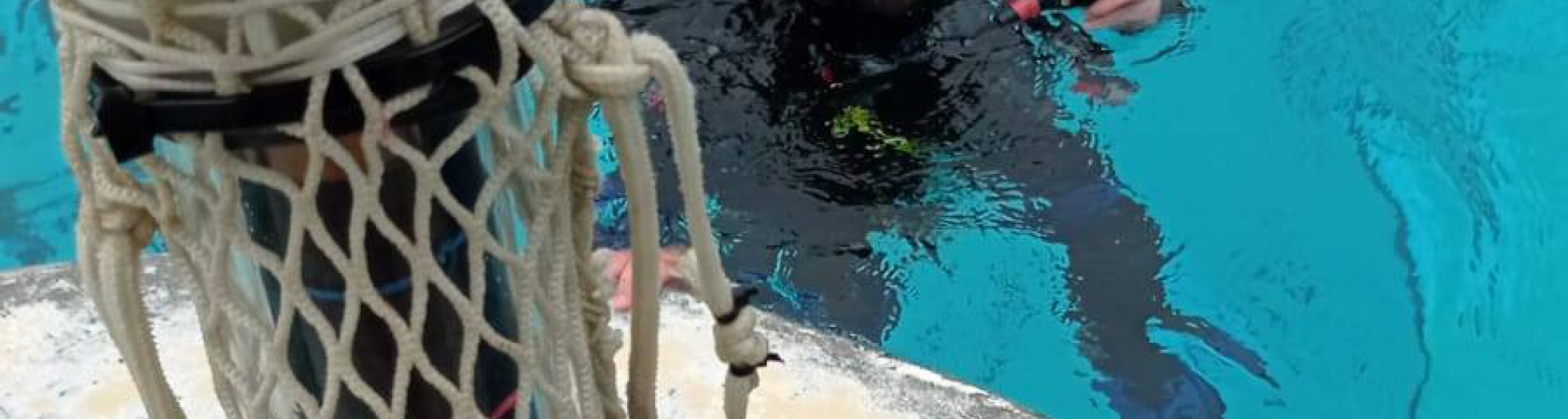 A Oltremare si studia un algoritmo per salvare i delfini in natura