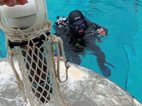 A Oltremare si studia un algoritmo per salvare i delfini in natura