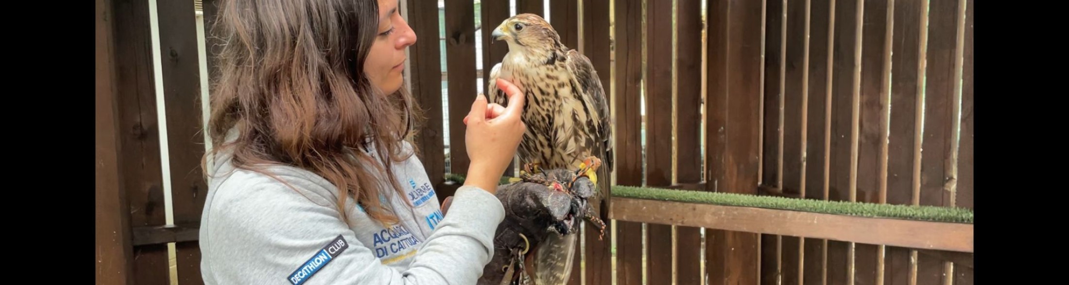 A Oltremare torna a volare il falco recuperato da ENPA e CRAS di SAVONA 