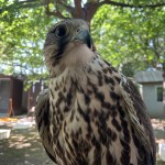 Benvenuta Giovanna, falco sacro femmina recuperata da Enpa e Cras Savona