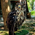 Benvenuta Giovanna, falco sacro femmina recuperata da Enpa e Cras Savona