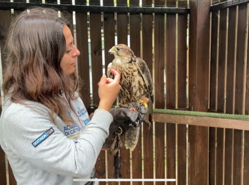 Benvenuta Giovanna, falco sacro femmina recuperata da Enpa e Cras Savona