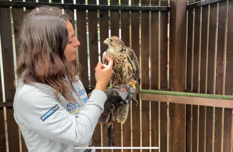 Benvenuta Giovanna, falco sacro femmina recuperata da Enpa e Cras Savona