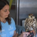 Benvenuta Giovanna, falco sacro femmina recuperata da Enpa e Cras Savona