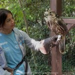Benvenuta Giovanna, falco sacro femmina recuperata da Enpa e Cras Savona