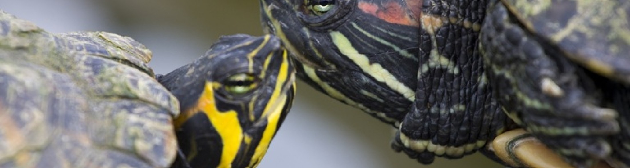 Costa Edutainment aderisce alla campagna EAZA “Wetlands for Life”