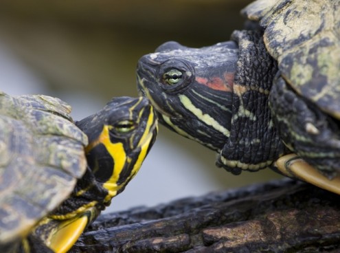 Costa Edutainment aderisce alla campagna EAZA “Wetlands for Life”