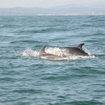Delfini Metropolitani Adriatico: risultati di un anno di ricerca in mare