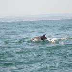 Delfini Metropolitani Adriatico: risultati di un anno di ricerca in mare