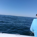 Delfini Metropolitani Adriatico: risultati di un anno di ricerca in mare