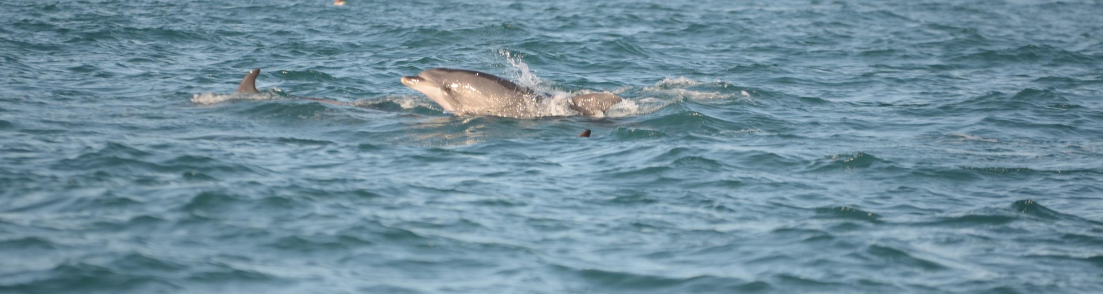 Delfini Metropolitani Adriatico: si rivede "Senzapinna"