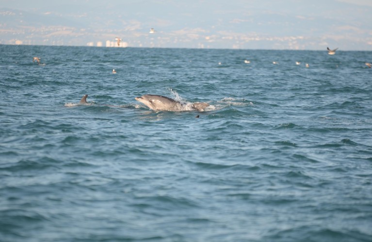 Delfini Metropolitani Adriatico: si rivede "Senzapinna"