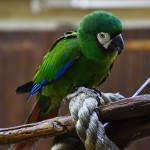 Due nuovi pappagalli Ara a Oltremare 