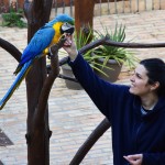 Due nuovi pappagalli Ara a Oltremare 