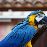 Due nuovi pappagalli Ara a Oltremare 