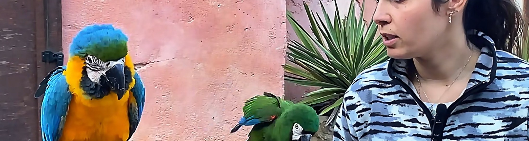 Due nuovi pappagalli Ara a Oltremare 