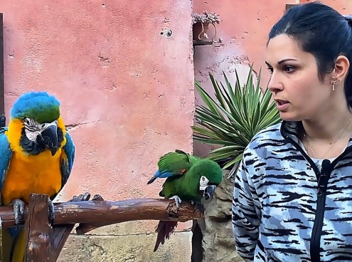 Due nuovi pappagalli Ara a Oltremare 