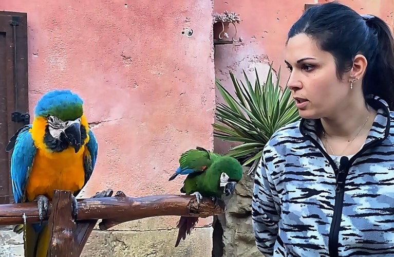 Due nuovi pappagalli Ara a Oltremare 