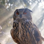 Halloween 2025: I Giorni del Brivido nei Parchi COSTA  