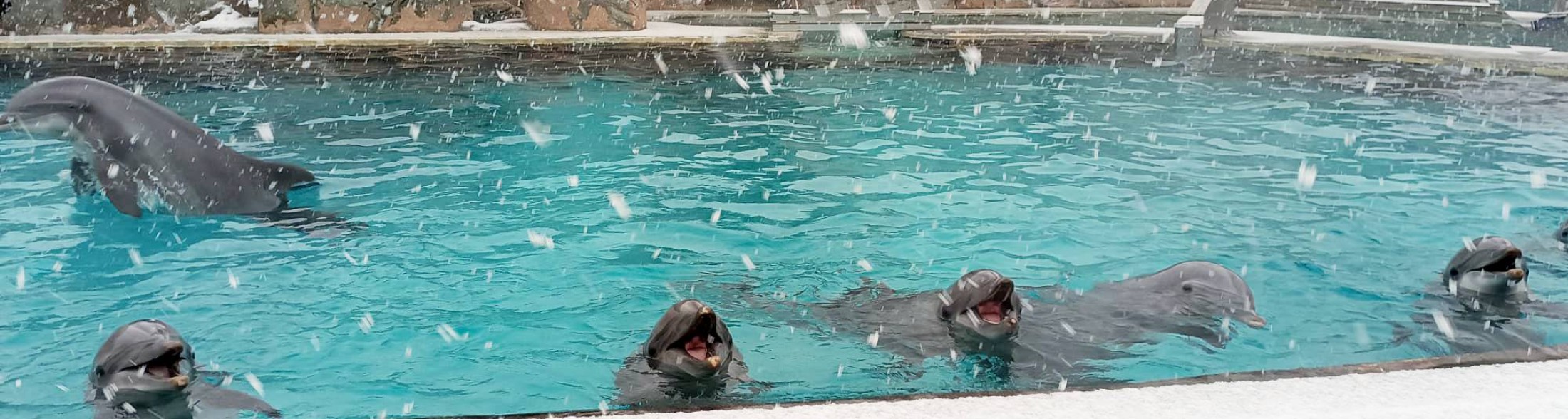 I delfini e la neve, il video da oltre 1,2milioni di views