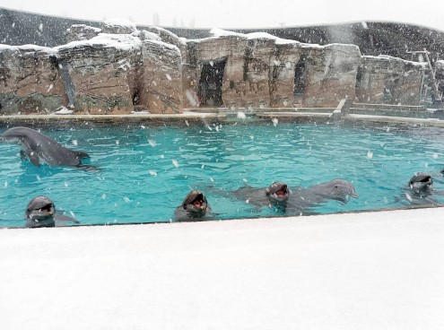 I delfini e la neve, il video da oltre 1,2milioni di views