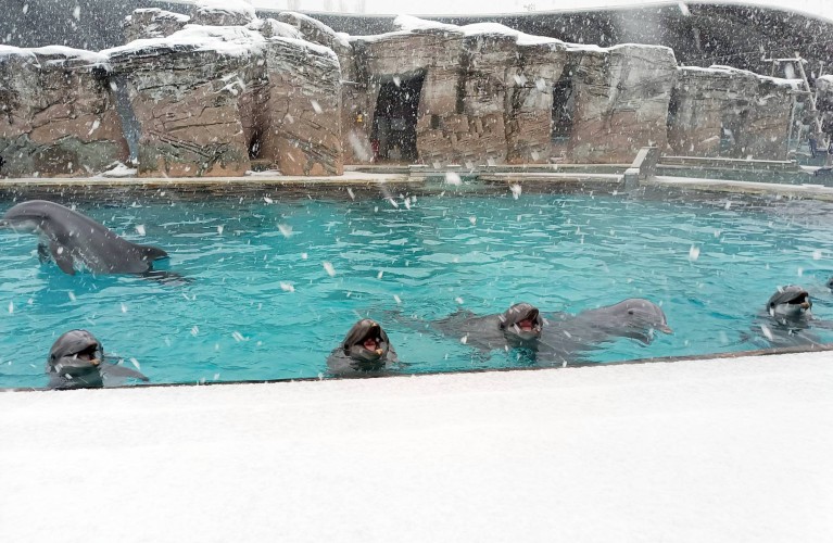 I delfini e la neve, il video da oltre 1,2milioni di views