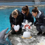 La delfina Mia compie 14 anni, ambasciatrice di progetti di ricerca