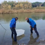 Liberazione di storioni e anguille nel Delta del Po 