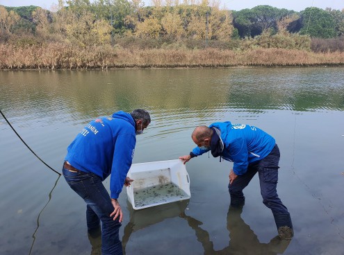 Liberazione di storioni e anguille nel Delta del Po 