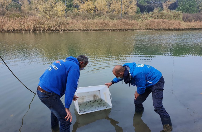 Liberazione di storioni e anguille nel Delta del Po 