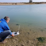 Liberazione di storioni e anguille nel Delta del Po 