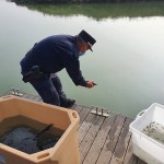 Liberazione di storioni e anguille nel Delta del Po 