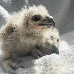 Nati due piccoli di Gufo Reale