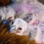 Nati due piccoli di Gufo Reale