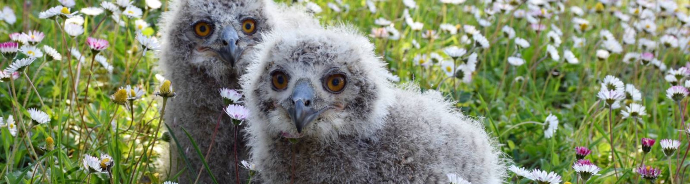 Nati due piccoli di Gufo Reale
