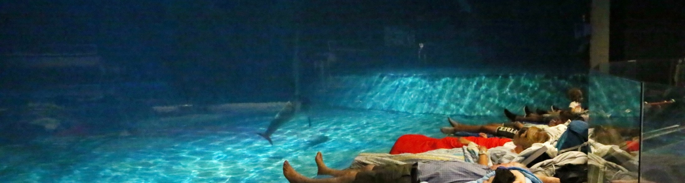 Notte con i delfini, esperienza immersiva alla scoperta dei tursiopi