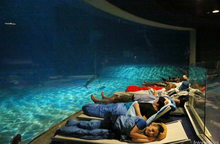 Notte con i delfini, esperienza immersiva alla scoperta dei tursiopi