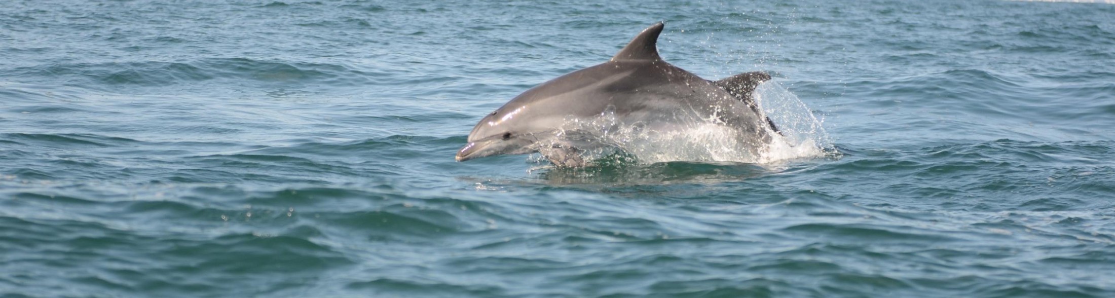 Riparte il progetto Delfini Metropolitani-Adriatico 