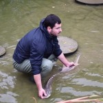 Storione dell'Adriatico, il 'fossile vivente': reintrodotti 4900 esemplari in 10 anni