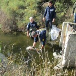 Storione dell'Adriatico, il 'fossile vivente': reintrodotti 4900 esemplari in 10 anni