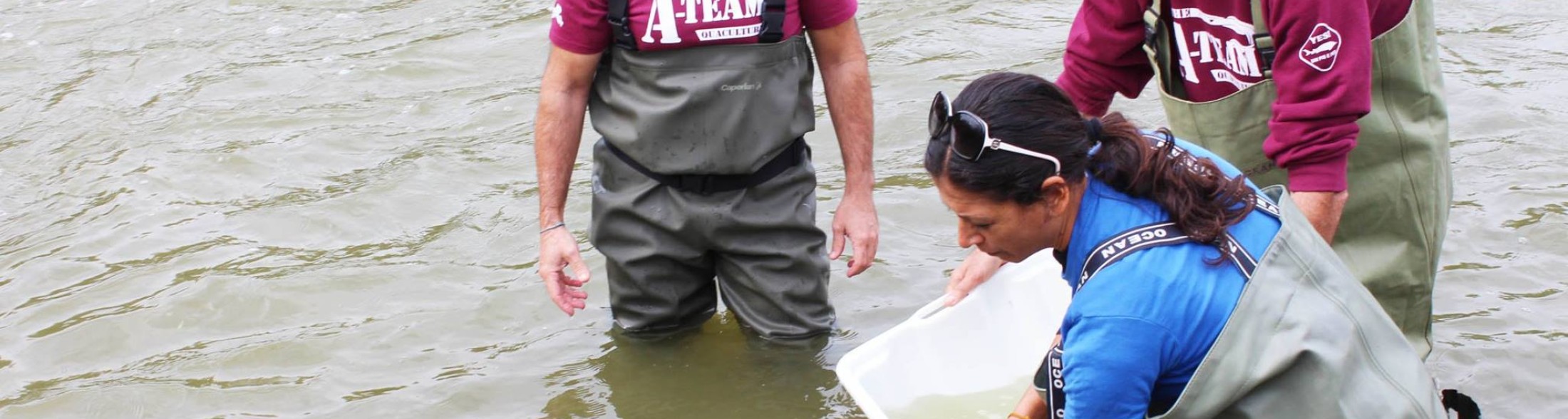 Storione dell'Adriatico, il 'fossile vivente': reintrodotti 4900 esemplari in 10 anni