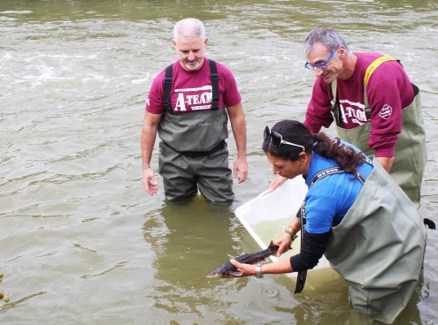 Storione dell'Adriatico, il 'fossile vivente': reintrodotti 4900 esemplari in 10 anni