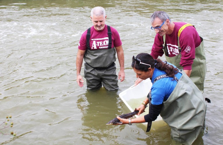 Storione dell'Adriatico, il 'fossile vivente': reintrodotti 4900 esemplari in 10 anni