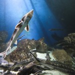 Storione dell'Adriatico, il 'fossile vivente': reintrodotti 4900 esemplari in 10 anni