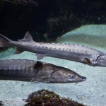 Storione dell'Adriatico, il 'fossile vivente': reintrodotti 4900 esemplari in 10 anni