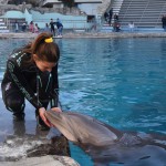 Tanti auguri a Mia, 15 anni per la delfina ambasciatrice di progetti di ricerca