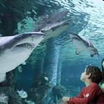 Torniamo aperti il 15 giugno!