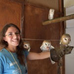 Undici barbagianni nati a Oltremare