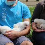 Undici barbagianni nati a Oltremare